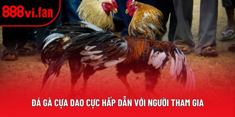 Đá gà cựa dao cực hấp dẫn với người tham gia