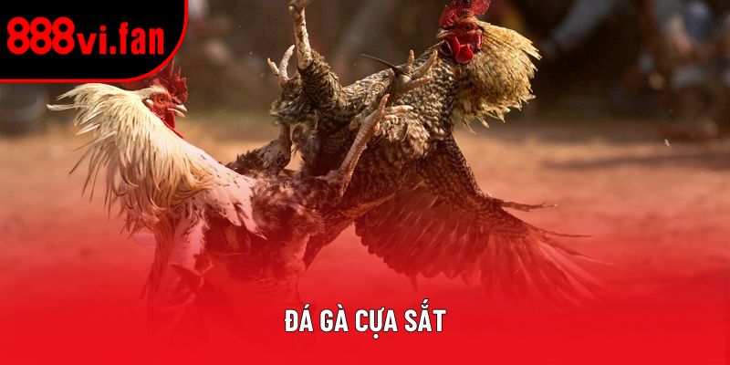 Đá Gà Cựa Sắt – Hướng Dẫn Toàn Diện Cho Người Tham Gia