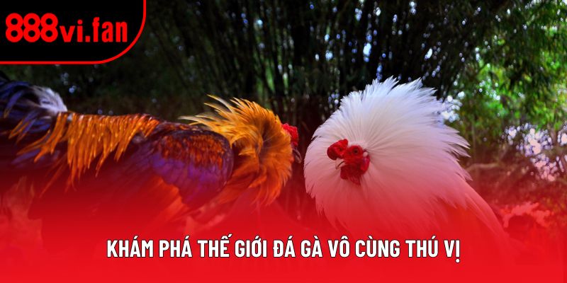 Khám phá thế giới đá gà vô cùng thú vị