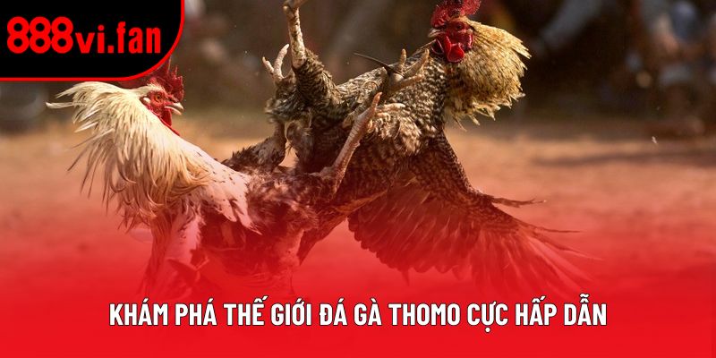 Khám phá thế giới đá gà Thomo cực hấp dẫn
