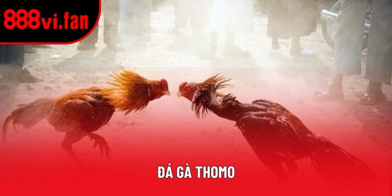 Đá Gà Thomo - Hướng Dẫn Toàn Diện Trải Nghiệm Tại 888vi